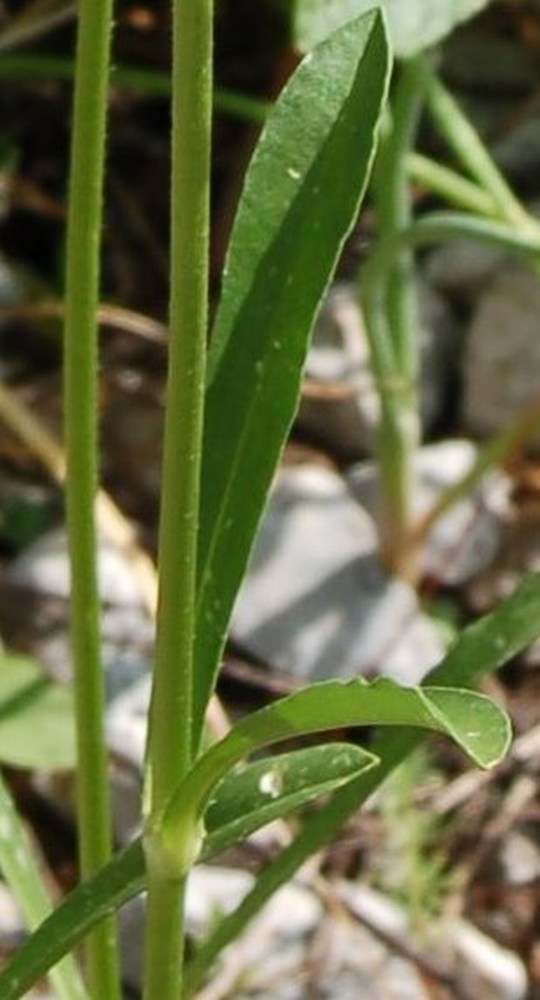 Fioriture magellensi  6